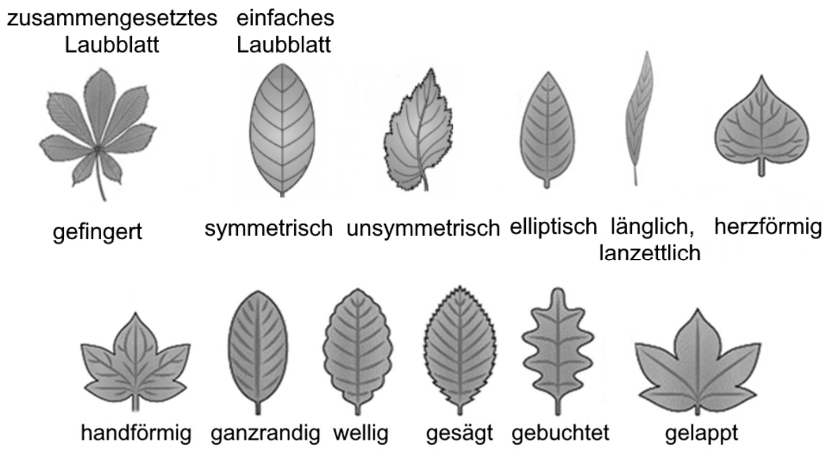 Übersicht verschiedener Blattformen mit Beschriftungen (gefingert, elliptisch, herzförmig, gesägt, gelappt usw.)
